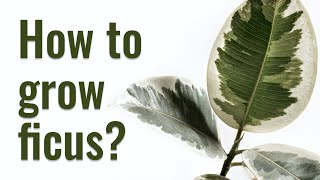 How to grow Ficus Elastica from STEM CUTTINGS  Plant REJUVENATION [upl. by Eimmas]