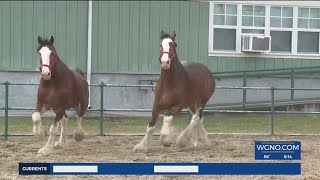 Budweiser Clydesdale horses arrive in New Orleans for Mardi Gras parades [upl. by Moor]