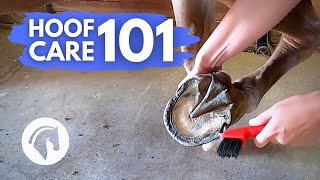 HORSE HOOF CARE FOR BEGINNERS  Hoof Care 101 [upl. by Arturo]