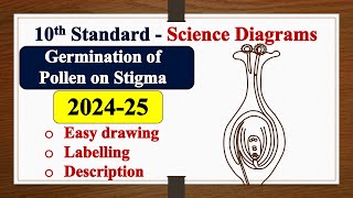 Germination of Pollen on Stigma diagram DRAWING  LABELLING  SSLC  SCIENCE  Biology [upl. by Seek]