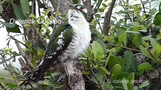 Diderick Cuckoo call  sound [upl. by Noxas297]