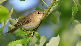 Willow Warbler [upl. by Aeneus]