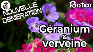 Géranium Rozane et verveine Endurascape  un mariage heureux [upl. by Leahey470]