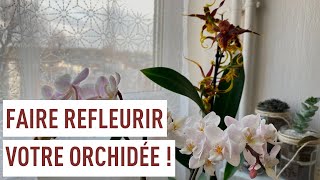 Faire refleurir les orchidées [upl. by Gamages]