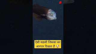 ऐसी मछली जिसका सर आरपार दिखता हैं 😱 उड़ गए ना होश 🐠 barreleye fish facts [upl. by Gnilrits]