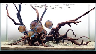 YOUR DISCUS TANK HARDSCAPE “Common Mistakes” [upl. by Alleciram366]