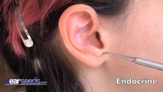 Endocrine Auriculotherapy Ear Point [upl. by Bentley]