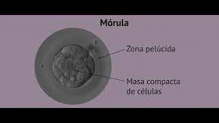 PROCESO DE DESARROLLO EMBRIONARIO EMBRIOLOGIA 1H UAD [upl. by Katey]