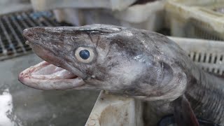 GIANT CONGER EEL Filleting and Cleaning skills  EEl Skinning And Preparing for Selling [upl. by Piscatelli]