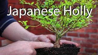 My No 1 garden center tree for bonsai [upl. by Rennane]