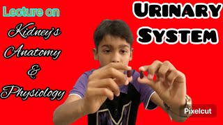 Learn Urinary System Anatomy and Physiology with Kid Professor HindiUrdu [upl. by Hafler]