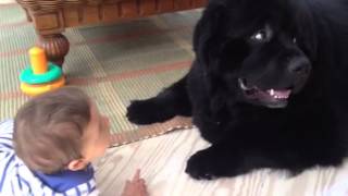 Baby and Newfoundland dog playing [upl. by Leonard568]