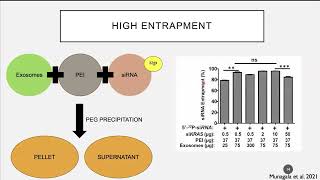 Webinar ExosomeMediated Delivery of Small Molecules RNA amp DNA for Development of Cancer Therapies [upl. by Atekehs]