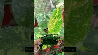 Variegated Philodendron Greencongo caretips plantingtips homegardeningtips happygardening [upl. by Junius]