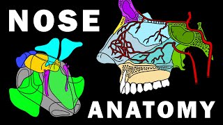 COMPLETE NOSE ANATOMY  Bones Sinuses Muscles Vascular Supply Innervation [upl. by Ahseia]