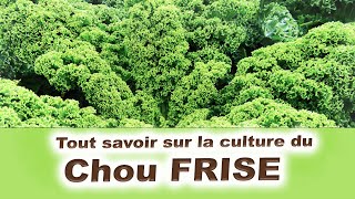 Tout savoir sur la Culture du Chou kale ou chou FRISE [upl. by Atnoed]