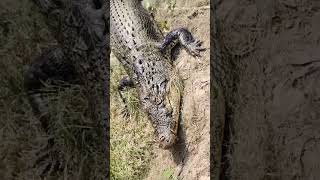 crocodiles for kids bongrr sorts arijitsingh crocodile 3danimition indiansinger [upl. by Ffirahs]