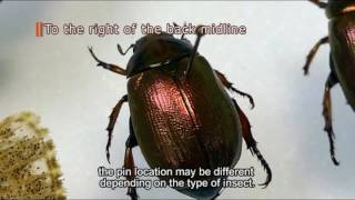 Mounting Insects for Preservation [upl. by Orecic]