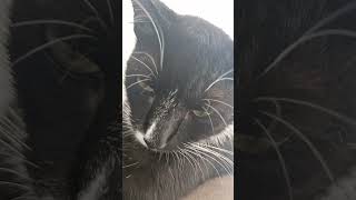 Que linda fofa cat catlover cute pets animals [upl. by Noach]