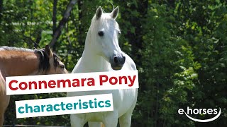 Connemara pony  characteristics origin amp disciplines [upl. by Atinas]