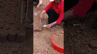 Smart farming work  filling soil bags for seedlings [upl. by Yhtomiht]