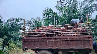 Oil palm 3rd Harvesting complete🌴 RUHITHA SRI VILLAGE BLOGS [upl. by Lucie]