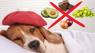 Si Tu Ne Veux Pas Que Ton Chien Tombe Malade 👉 Ne Lui Donne Pas Ces 9 Aliments Toxiques et Dangereux [upl. by Attirehs]