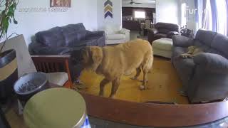 Owner caught dog chewing on her furniture [upl. by Okir636]