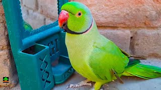 Mitthu Talking Parrot Speaking In Hindi [upl. by Lyontine639]