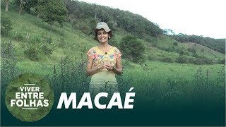 Conheça a planta Macaé  Viver Entre Folhas 1ª Temporada [upl. by Igenia]