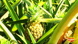 Del Monte Gold® Extra Sweet Pineapple [upl. by Tray950]