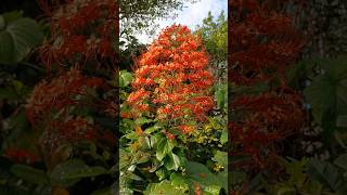 Pagoda FlowerClerodendrum paniculatum  Shrub Bush [upl. by Udall]