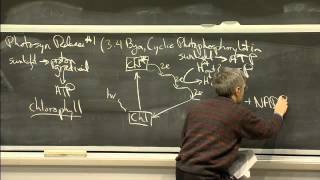 Photosynthesis  MIT 701SC Fundamentals of Biology [upl. by Mireielle]