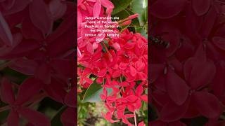 Ixora Coccinea aka Jungle Geranium blumengarten garden flowers exotic planze gartenplants [upl. by Nosreffej869]