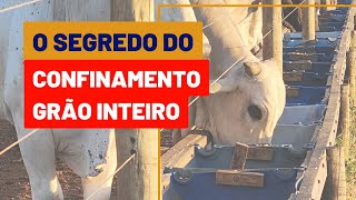 Como fazer adaptação do CONFINAMENTO GRÃO INTEIRO [upl. by Son595]