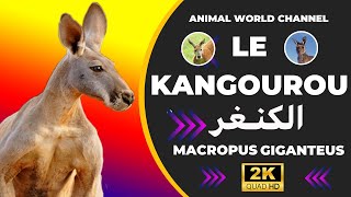 Le kangourou est un animal emblématique dAustralie [upl. by Sivartal630]