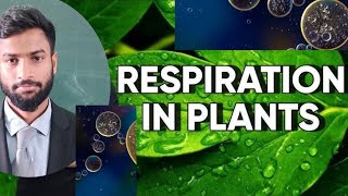 PLANT RESPIRATION OVERVIEW  Class 11th  Board NEET [upl. by Sucul]