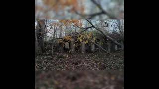 OHikeO Closed bridges and Coke Ovens hiking abandoned ohio [upl. by Welker]