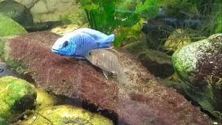 Haplochromis ahli Maulbrüter Eiablage [upl. by Nnyleuqaj]