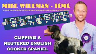 Mike Wildmans English Cocker Spaniel Grooming  Clipping A Neutered English Cocker Spaniel [upl. by Griselda]