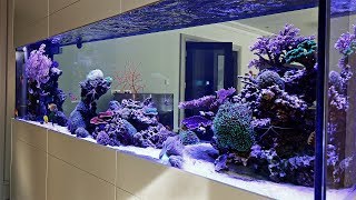 Beautiful Triton Reef Aquascape  Room Divider 7 months old [upl. by Oreste]