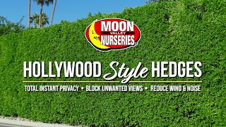 Make Your Yard Like the Stars with Our Exclusive Hollywood Hedges [upl. by Chae]