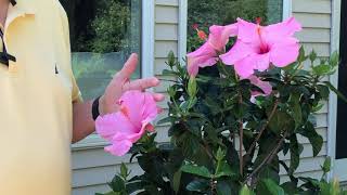 Backyard Hibiscus Plants [upl. by Gatian316]