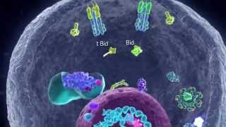 Apoptotic Pathways [upl. by Anuahsal]