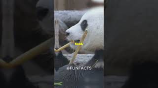 5 Fun Facts About Brars You Didn’t Know❗️❗️funfacts bear viralvideo [upl. by Sitsuj]