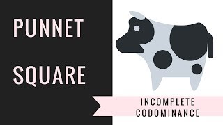 Incomplete Dominance and Codominance Punnett Squares  Setting upSolving [upl. by Yanaton655]