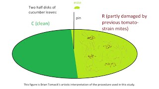 Learning in the TwoSpotted Spider Mite Tetranychus urticae [upl. by Attinahs]