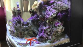 Aquatop Biotope 21g reef tank [upl. by Didi]