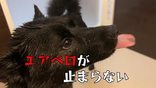 【大嫌いなシャンプー】空中ペロペロが止まらない【甲斐犬】 [upl. by Hidie]