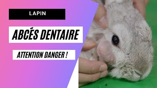 Abcès dentaire du LAPIN Ca se soigne [upl. by Burrton780]